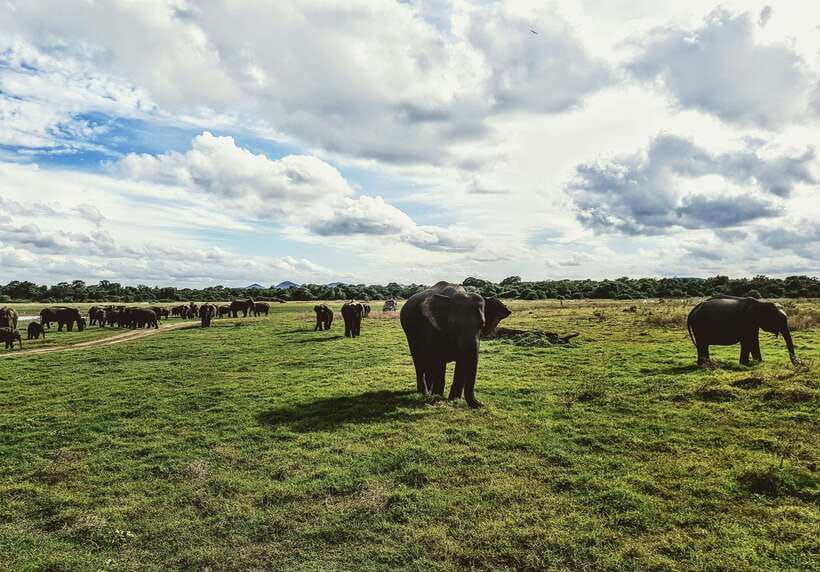 Colombo/Negombo: Sigiriya, Dambulla, and Minneriya Safari - Lunch is on your own, so plan cash and timing