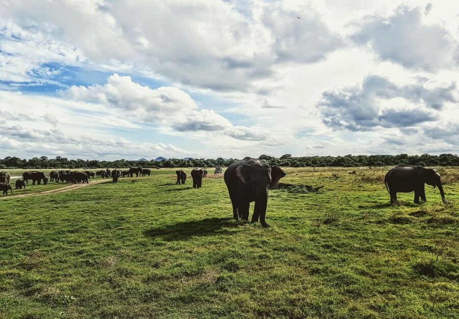 Colombo/Negombo: Sigiriya, Dambulla, and Minneriya Safari - Price and logistics: does $70 really cover the day?