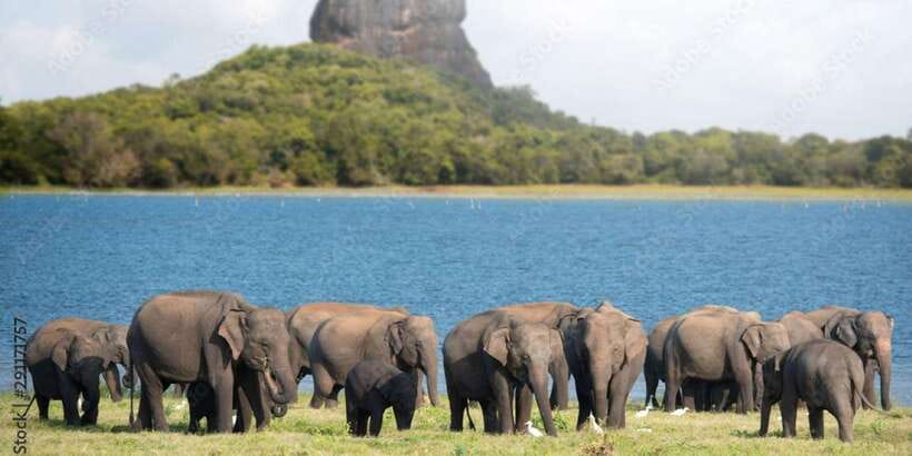 Colombo/Negombo to Sigiriya, Dambulla & Jeep Safari Day Tour - Pickup from Colombo or Negombo, and how to use that travel time