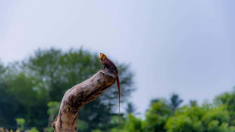 Colombo: Sri Lanka 4-Day Private Tour With 18 Amazing Places - The real value question: what you pay includes, and what you should budget