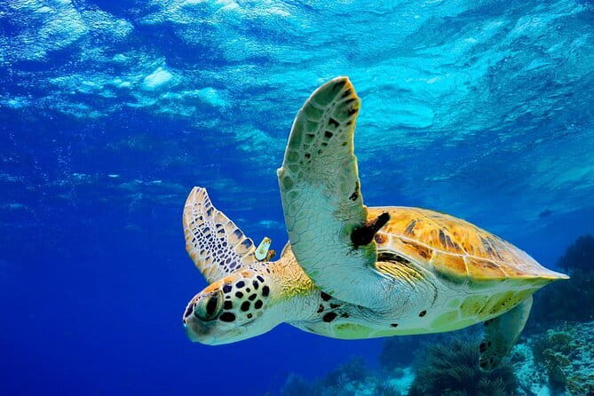 Colombo to Galle All Inclusive Private Day Tour - Key highlights at a glance