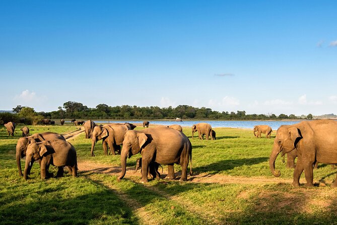 Colombo to Trincomalee Shuttle & Safari Drive - Colombo to Trincomalee, turned into a wildlife day