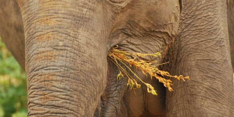 Day Safari From Hambantota - Kotapola Safari Basics: 4 Hours, Luxury Jeep, and a Custom Plan