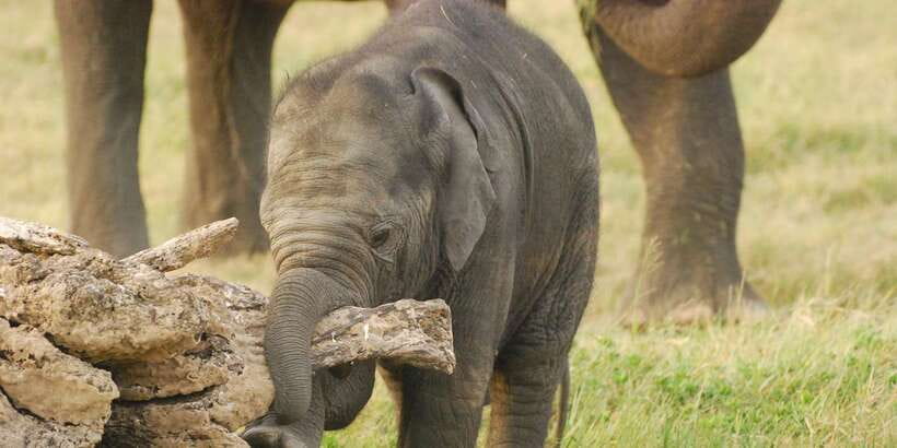 Day Safari From Hambantota - Group Size, Timing, and Why It Matters