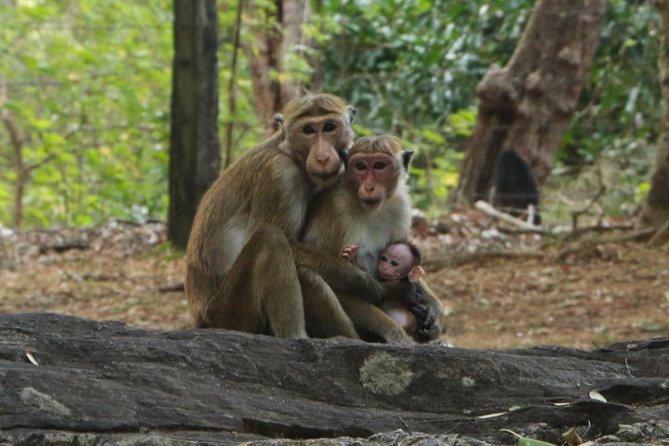 Day Tour from Dambulla to Sigiriya or Pidurangala & Polonnaruwa - That Optional Free Jungle Stop for Elephants, or a Tuk-Tuk Lesson