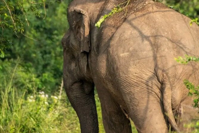 Day Tour from dambulla to Sigiriya & Polonnaruwa - The Ride Between Stops: Jungle Roads and Wildlife Possibilities