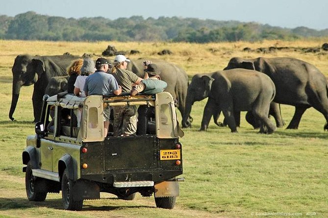 Day Tour from kandy to Sigiriya, Dambulla & National Park safari. - Sigiriya Rock Hide: The UNESCO Climb You Should Prep For
