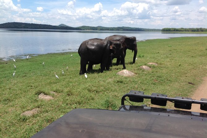 Day Tour from kandy to Sigiriya, Dambulla & National Park safari. - Minneriya National Park Safari: Elephants, Timing, and Cash