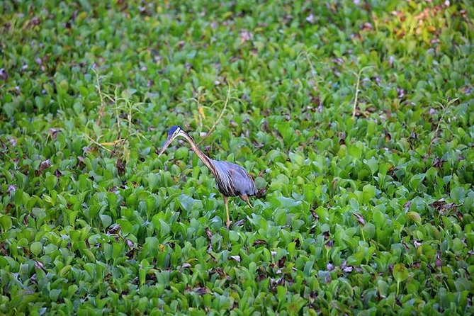 Day Tour to Anawilundawa Wetland Sanctuary - Anawilundawa Wetland Sanctuary: the birding reason to book