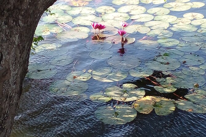 Day Tour to Anawilundawa Wetland Sanctuary - When to go: Oct to Apr is the birding sweet spot
