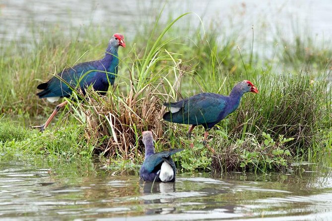 Day Tour to Anawilundawa Wetland Sanctuary - Private day from Negombo: comfort, control, and realistic timing