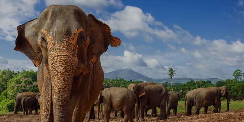 Day Tour to Elephant Orphanage / spice garden - Key highlights you’ll actually use