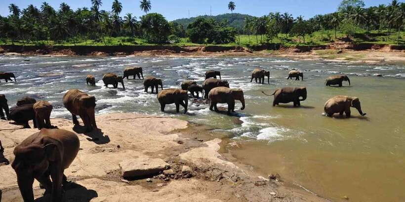 Day Tour to Elephant Orphanage / spice garden - Pinnawala around 10am: why this timing works