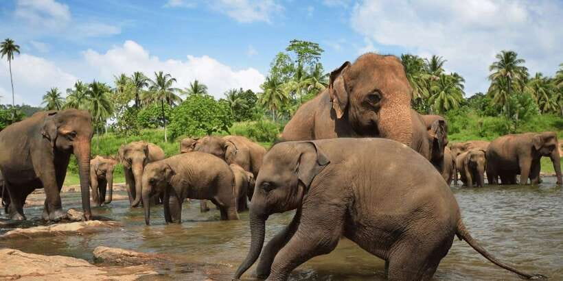 Day Tour to Elephant Orphanage / spice garden - The heart of the day: watching elephants bathe and roam