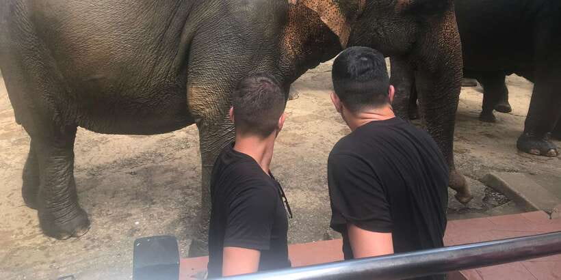 Day Tour to Elephant Orphanage / spice garden - Guides and communication: where small things create big comfort