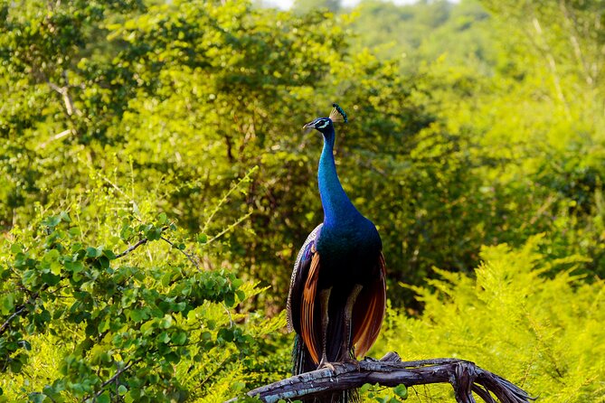 Day tour to Minneriya National Park,Sigiriya & Dambulla from Kandy - Minneriya National Park safari by jeep, chasing elephants the smart way
