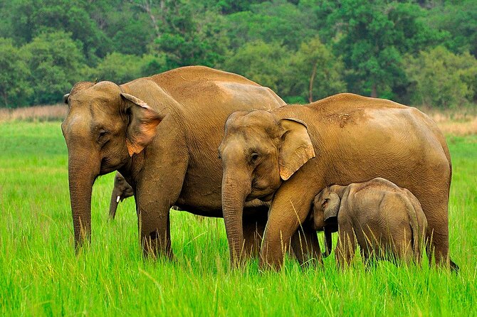 Day tour to Minneriya National Park,Sigiriya & Dambulla from Kandy - Matale Hindu Temple at 8:00 am, a short culture stop that sets the tone