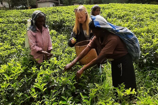 Day tour to Nuwareeliya (Little England) from Kandy - Stop 3: The Nuwara Eliya post office, Tudor style and photo-friendly