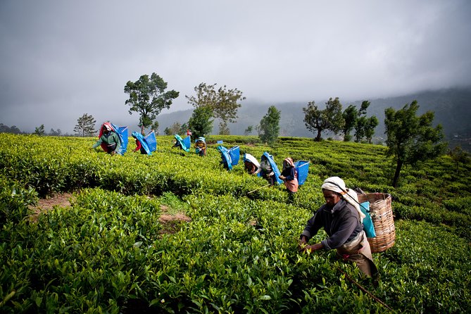 Day tour to Nuwareeliya (Little England) from Kandy - Stop 5: Gregory Lake, a calm break plus a small entrance fee