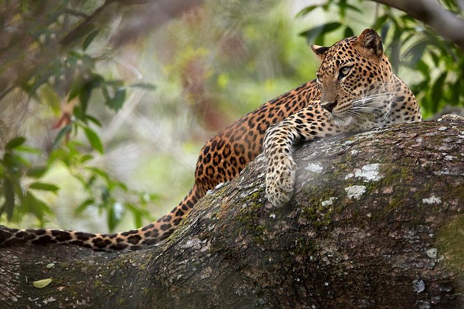 Day Tour to Wilpattu National Park from Colombo - From Colombo departure to Wilpattu arrival, you are committing to a full day