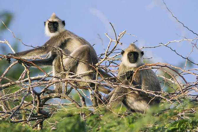Day Tour to Wilpattu National Park from Colombo - The private jeep safari experience: how the guide keeps the day meaningful