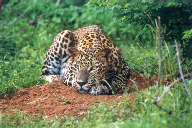 Day Tour to Wilpattu National Park from Colombo - Food, drinks, and the lunch stop decision you should not ignore