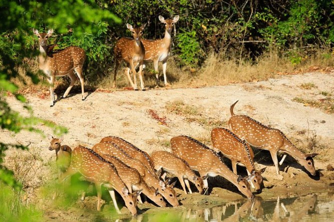 Day Tour to Wilpattu National Park from Colombo - Park fees and the $150 price tag: where value can get confusing