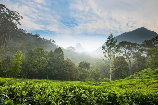 Day Trip to Nuwara Eliya with Kingfisher Tours - How the 7:30 AM Nuwara Eliya day trip runs from Colombo