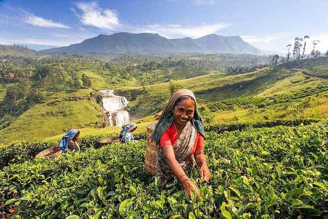 Day Trip to Nuwara Eliya with Kingfisher Tours - Price and value for $160 per group (up to 3)