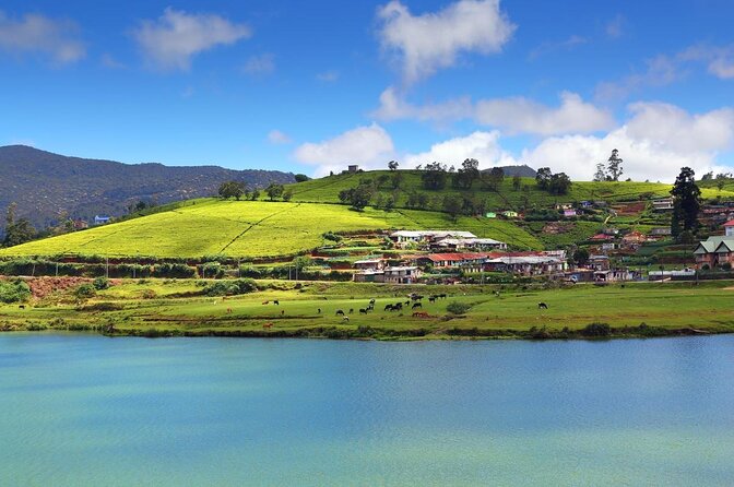 Day Trip to Nuwara Eliya with Kingfisher Tours - Tea stops that go beyond postcard views
