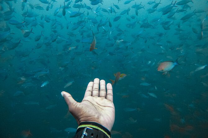 Discover SCUBA Diving in Beautiful Unawatuna Bay - Rock Island reef trip: up to 10m and the shipwreck possibility