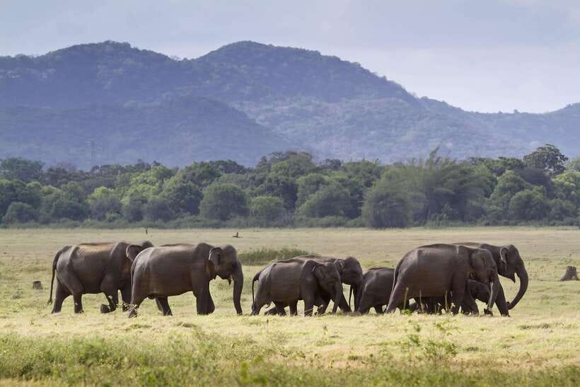 Elephant Jeep Safari at Minneriya National Park - Minneriya Elephant Gathering, and why it happens here