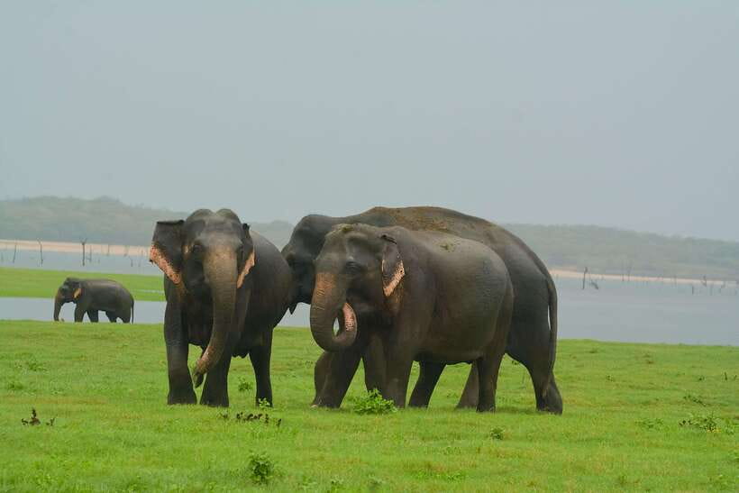 Elephant Jeep Safari at Minneriya National Park - What the safari is really like once you’re in the jeep