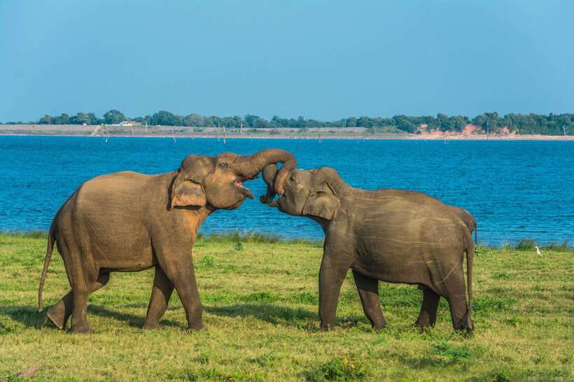 Elephant Jeep Safari at Minneriya National Park - Safety and rules: what’s allowed on this safari