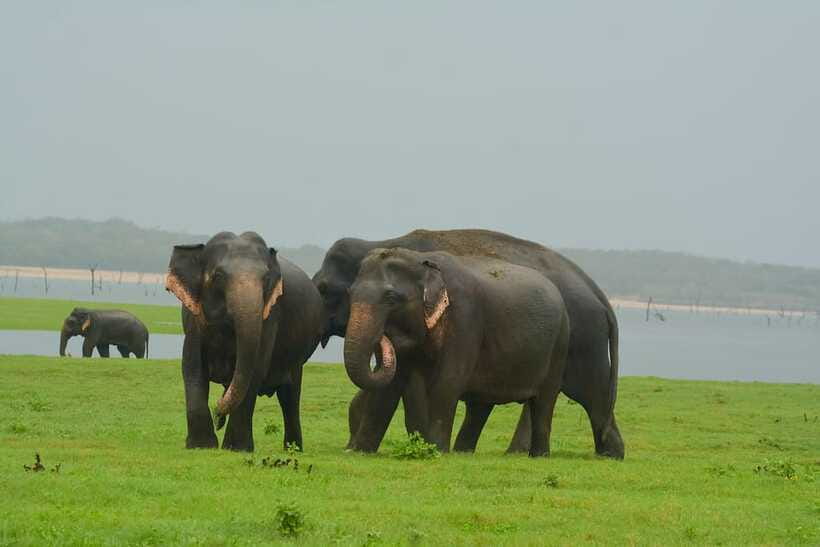 Elephant Jeep Safari at Minneriya National Park - What you should expect to see besides elephants