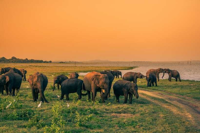 Elephant Jeep Safari at Minneriya National Park - Snacks, water, and comfort you will actually appreciate