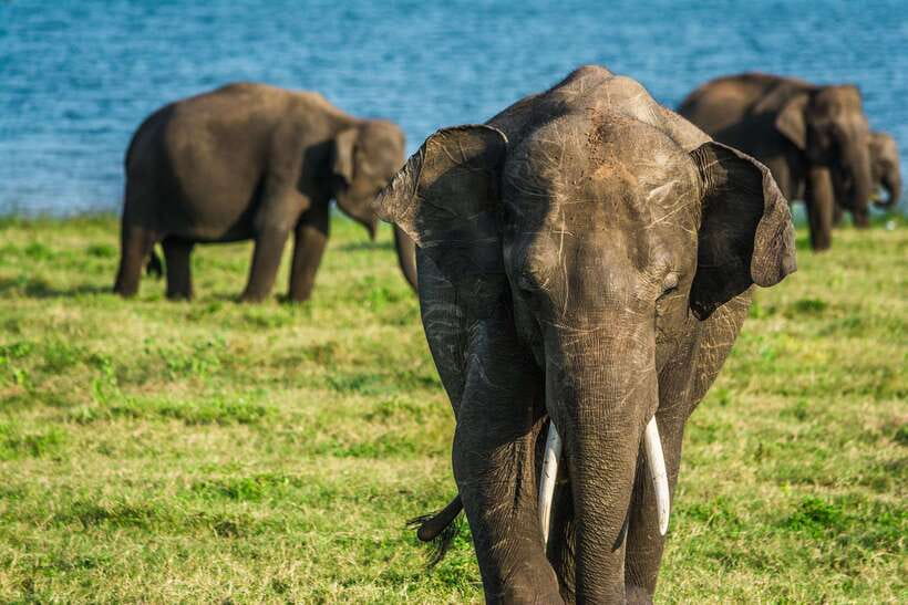 Elephant Jeep Safari at Minneriya National Park - Price and value: is $35 fair for a 4-hour Minneriya jeep safari?
