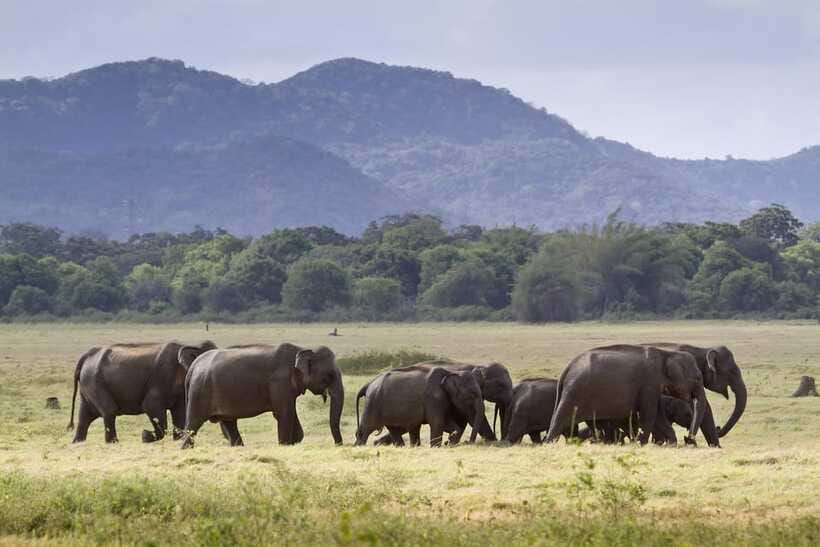 Elephant Jeep Safari at Minneriya National Park - Practical packing list for Minneriya: your quick win items