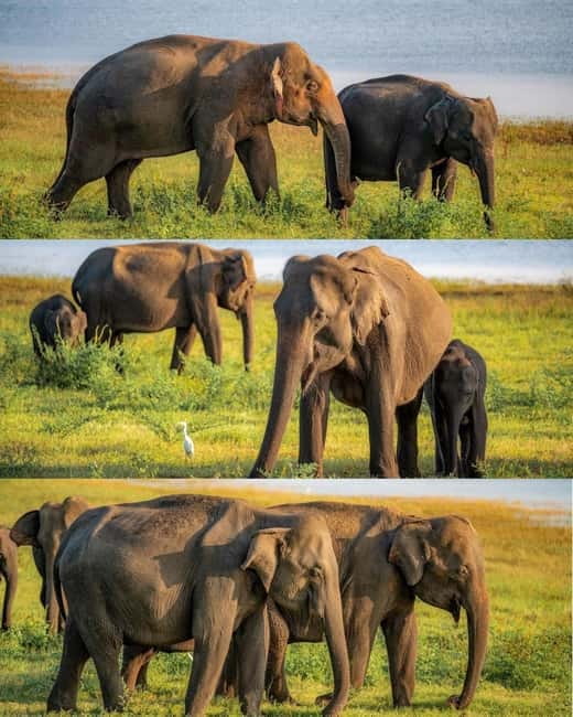 Elephant Kingdom Safari – Minneriya National Park - Your 3.5-hour Minneriya safari starts with hotel pickup