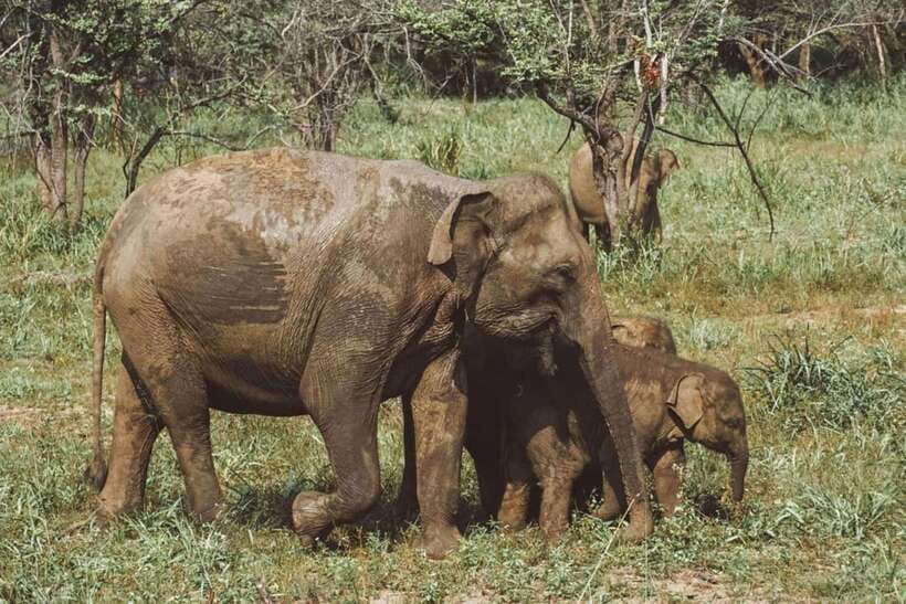 Elephant Kingdom Safari – Minneriya National Park - The core setting: Minneriya Tank and why elephants gather here