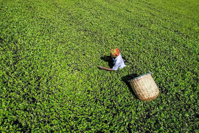 Ella Day Tour: with Tea Factory Visit from Colombo/Bentota - The Price Question: Is $159 Good Value?