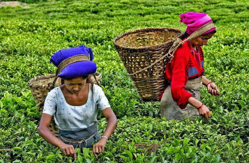 Ella Day Tour: with Tea Factory Visit from Colombo/Bentota - Who This Ella Tour Fits Best (and Who Might Skip It)