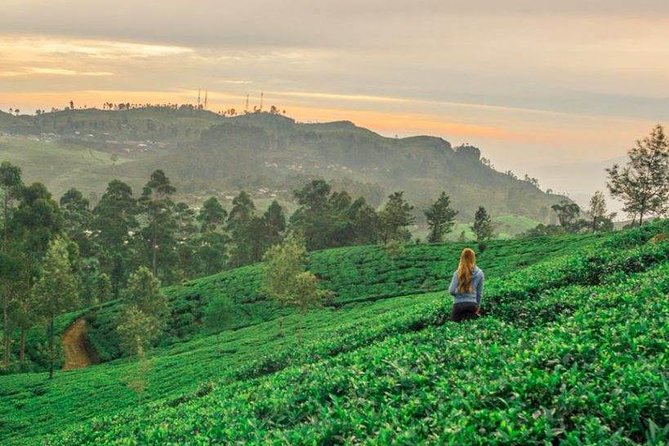 Ella Day Trip from Mirissa, Weligama, Galle, Hikkaduwa - Lipton’s Seat plus tea-country time: the Thomas Lipton viewpoint you came for