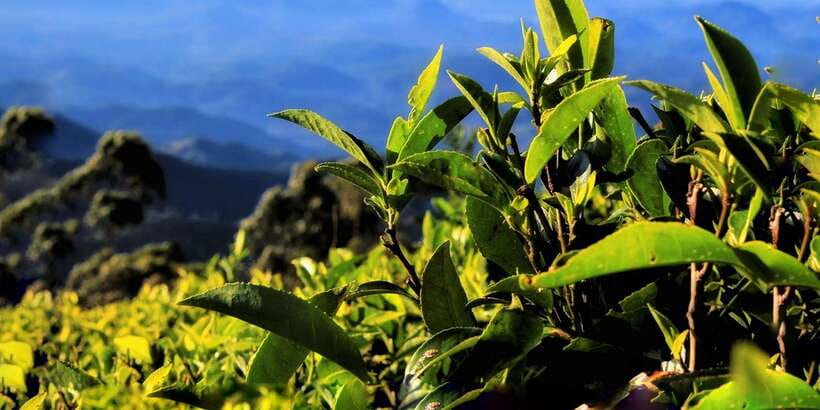 Ella: Lipton's Seat Tour with Dambetanna Tea Factory Visit - Key highlights you will actually feel during the day