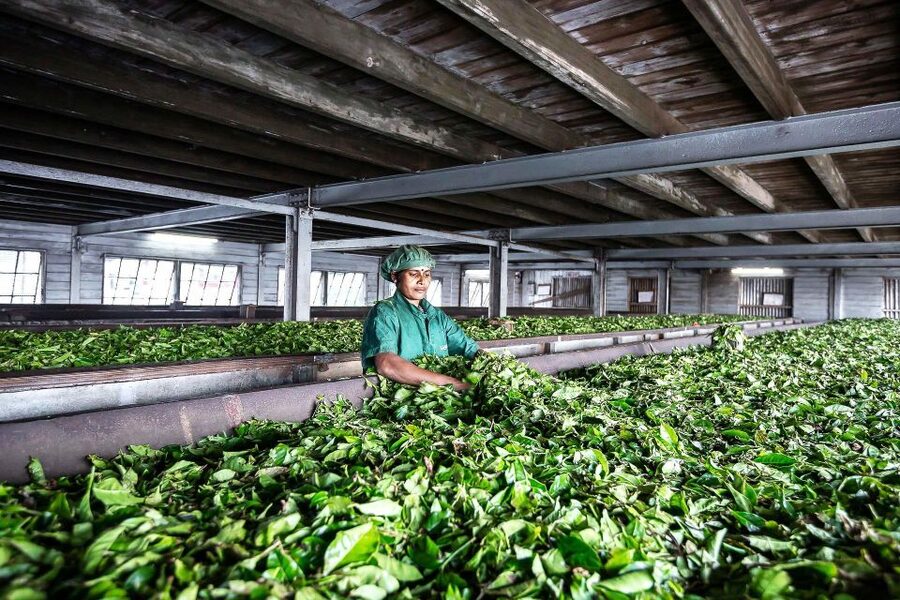 Ella: Lipton's Seat Tour with Dambetanna Tea Factory Visit - How the 6-hour schedule really feels in practice