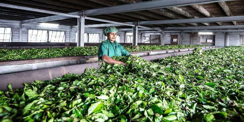 Ella: Lipton's Seat Tour with Dambetanna Tea Factory Visit - Lipton’s Seat: the classic panorama stop and why it is worth the climb