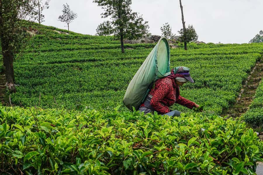 ELLA Lipton Seat Tea Test & Pluck 9Arch, Waterfalls, & Lunch - Lipton’s Seat, tea estate panoramas and the herbal tea touch