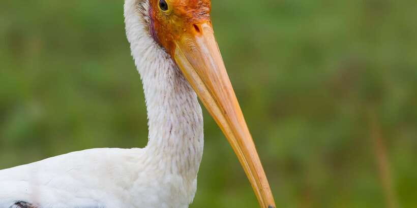 Ella: Safari Day Trip to Yala & Udawalawe with Lunch - Price and logistics: the part that can surprise you