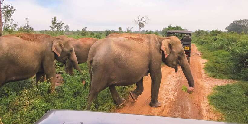 Ella: Shuttle to Tangalle/Mirissa/Galle & Udawalawa Safari - Wildlife Chances: Elephants, Crocodiles, Birds, and the Smaller Stuff