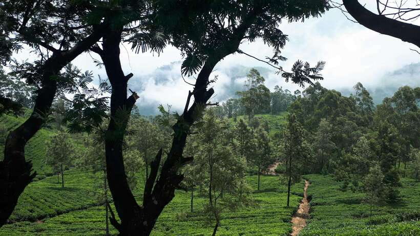 Ella: The Pekoe Trail Stage 16 - Ella to Demodara - Price and time: is $40 worth it for a short 8.5 km hike?